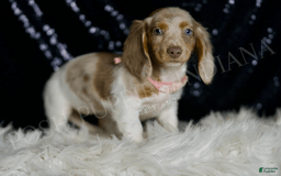 Miniature Dachshund dogs for sale: Lollipop - Image 5