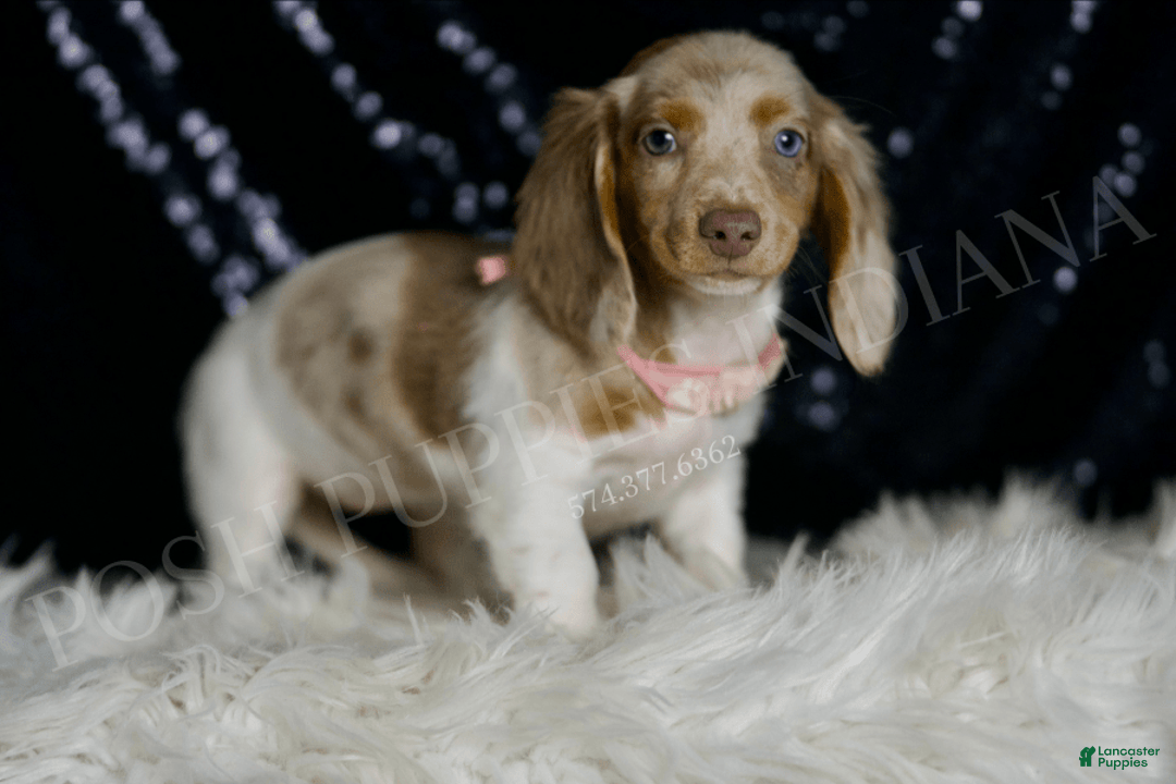 Miniature Dachshund dogs for sale: Lollipop - Image 5