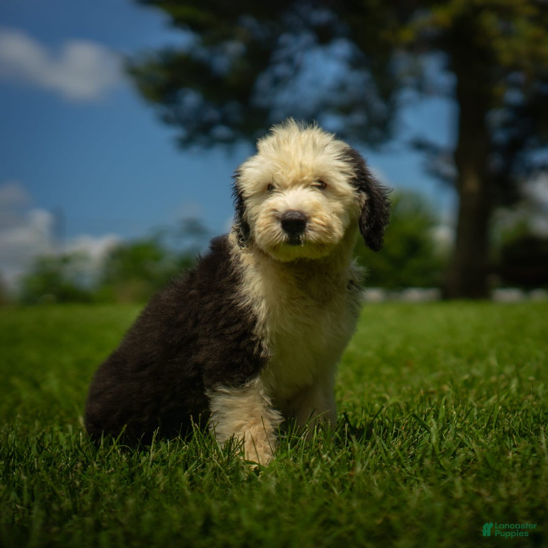 Old English Sheepdog dogs for sale: Fluffy - Image 10