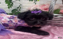 Shorkie dogs for sale: Little Prada - Image 1