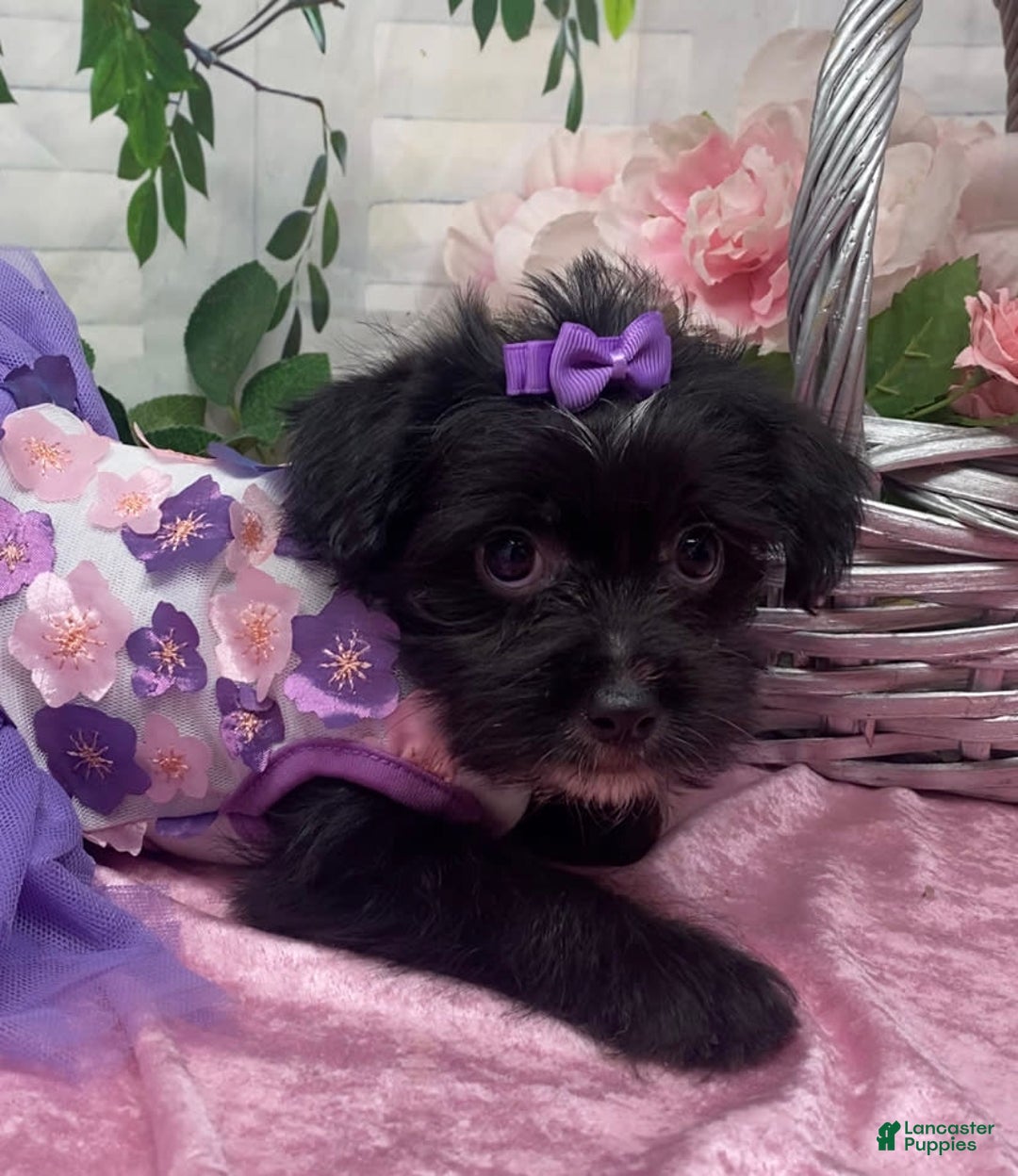 Shorkie dogs for sale: Little Prada - Image 1