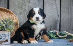 Bernese Mountain Dog dogs for sale: Betsy - Image 1