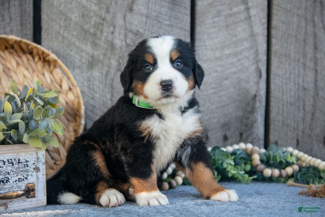 Bernese Mountain Dog dogs for sale: Betsy - Image 1