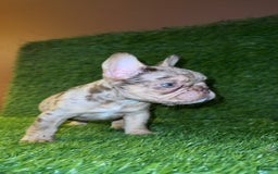 French Bulldog dogs for sale: Scarlet - Image 1