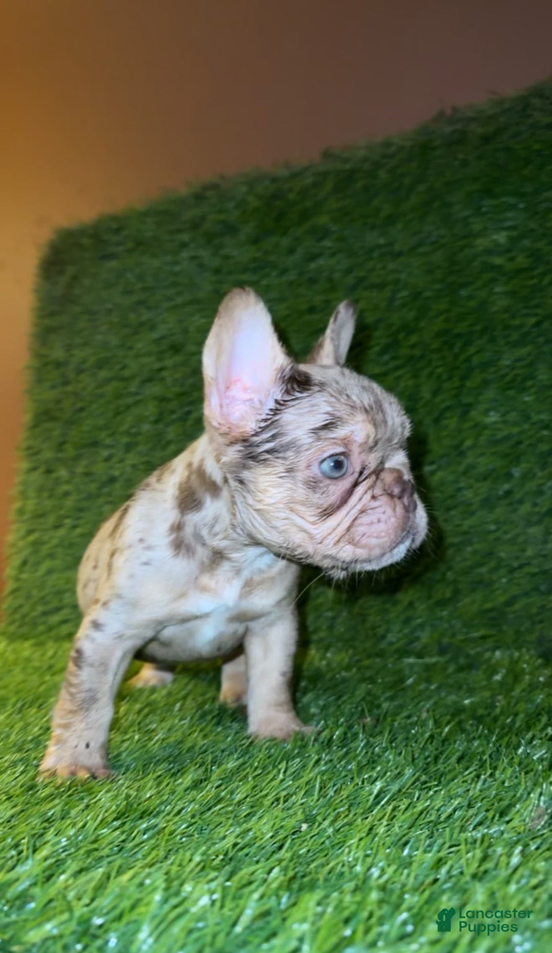 French Bulldog dogs for sale: Scarlet - Image 1