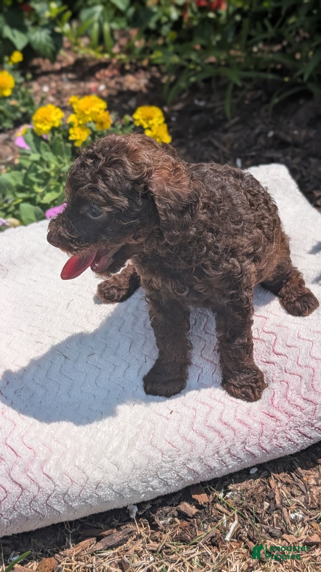 Toy Poodle dogs for sale: Buffy - Image 8