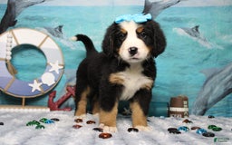 Bernese Mountain Dog dogs for sale: Pebbles - Image 35