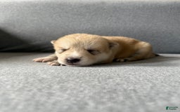 categoriesInfo:categoryAttributeOptions.pets.dogs.breed.akita dogs for sale: Champ - Image 42