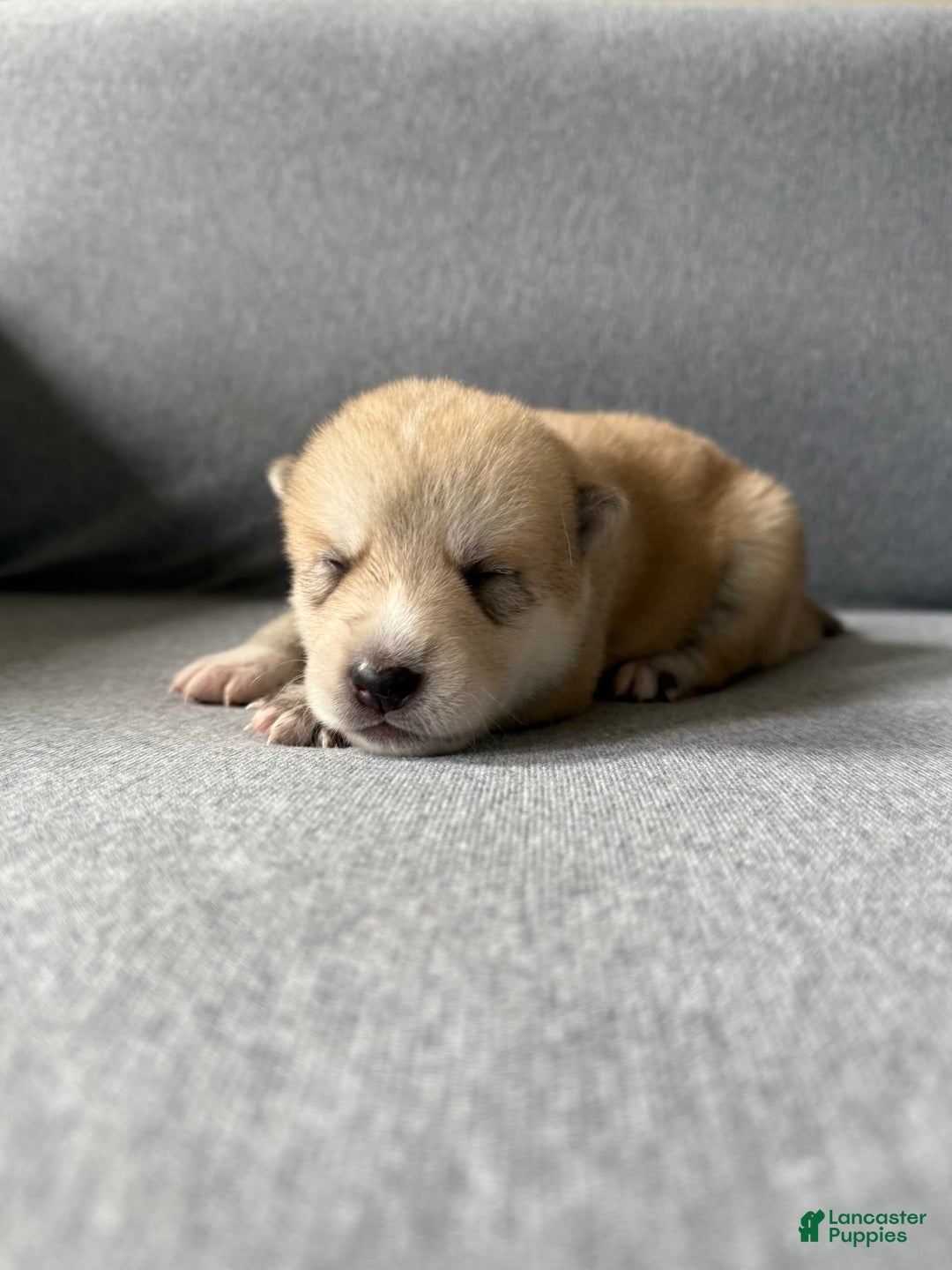 categoriesInfo:categoryAttributeOptions.pets.dogs.breed.akita dogs for sale: Champ - Image 42