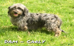 Mini Goldendoodle dogs for sale: Hailey - Image 10
