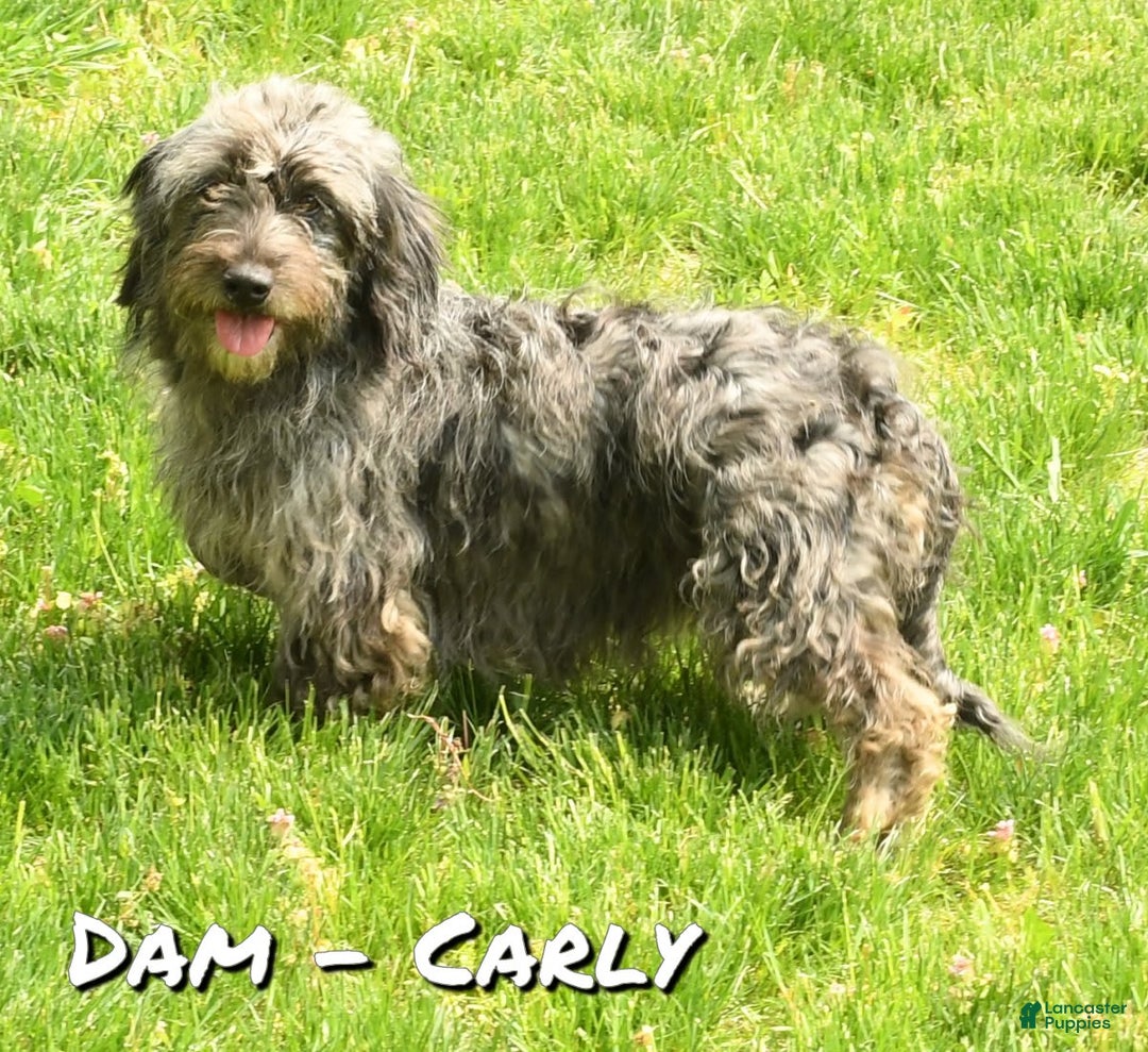 Mini Goldendoodle dogs for sale: Hailey - Image 10