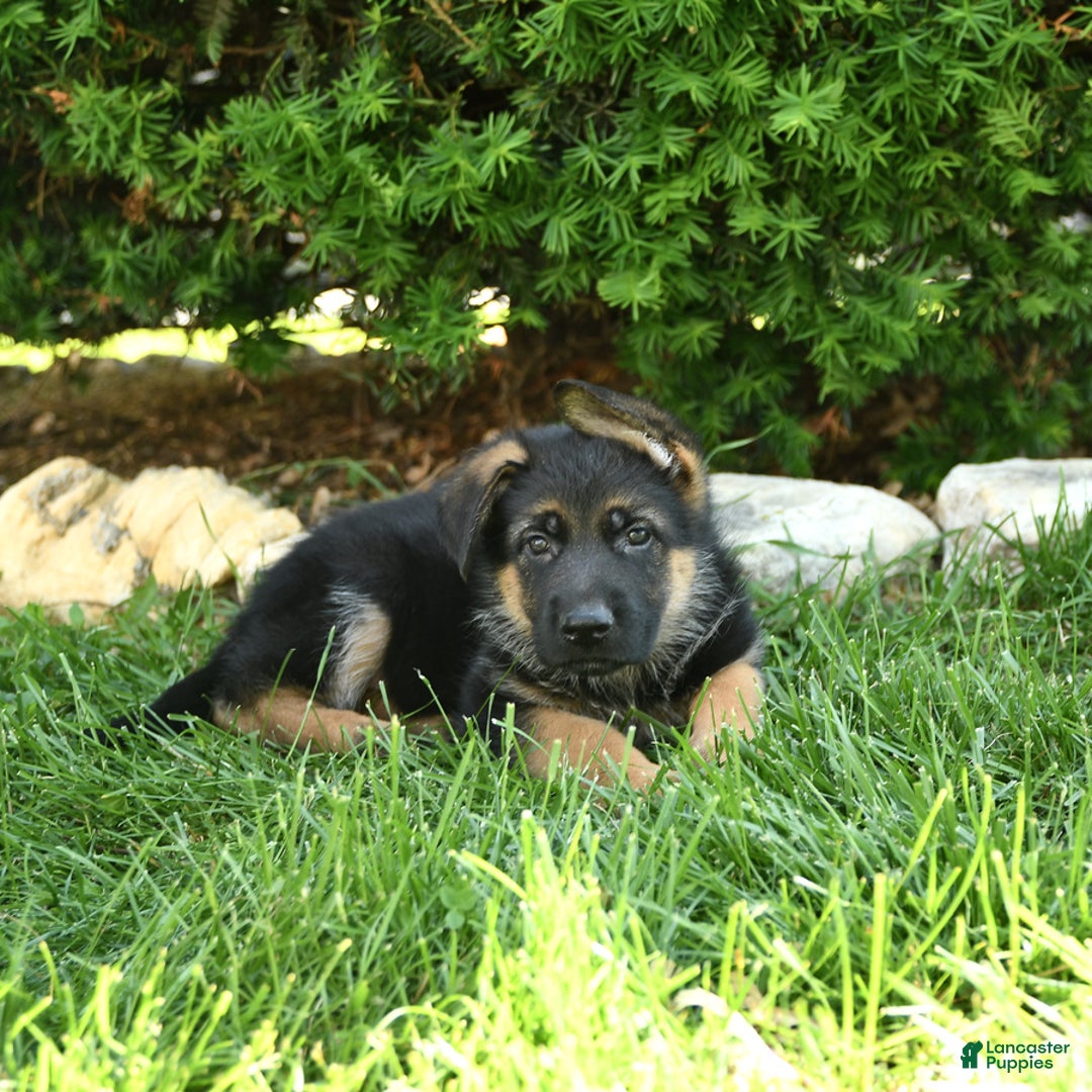 German Shepherd dogs for sale: Meadow - Image 1