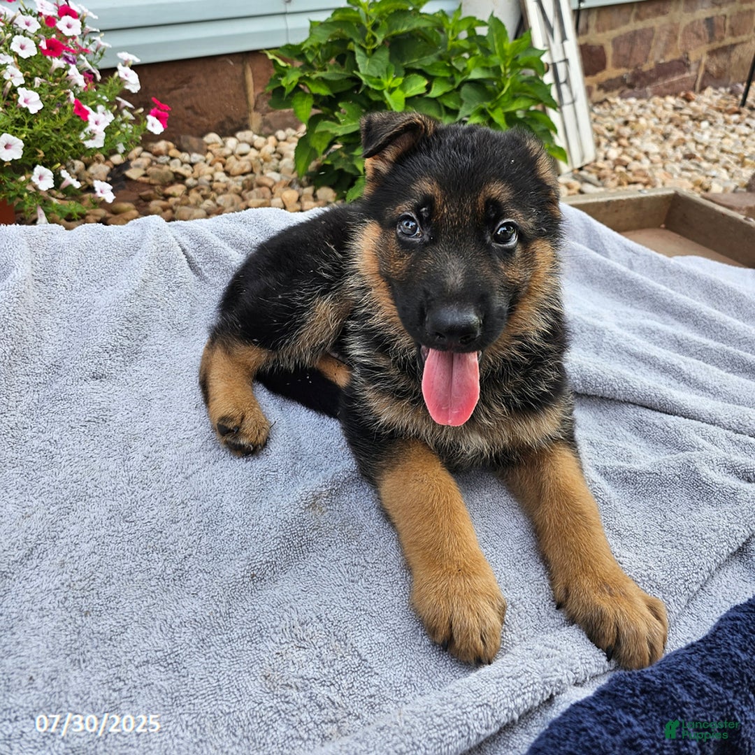 German Shepherd dogs for sale: Jebediah - Image 3