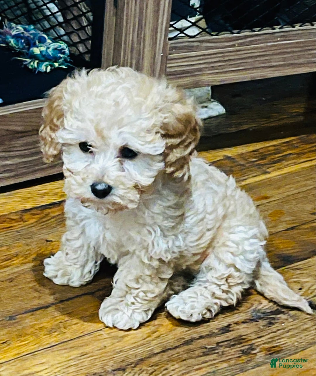 Toy Poodle dogs for sale: Litter available - Image 4