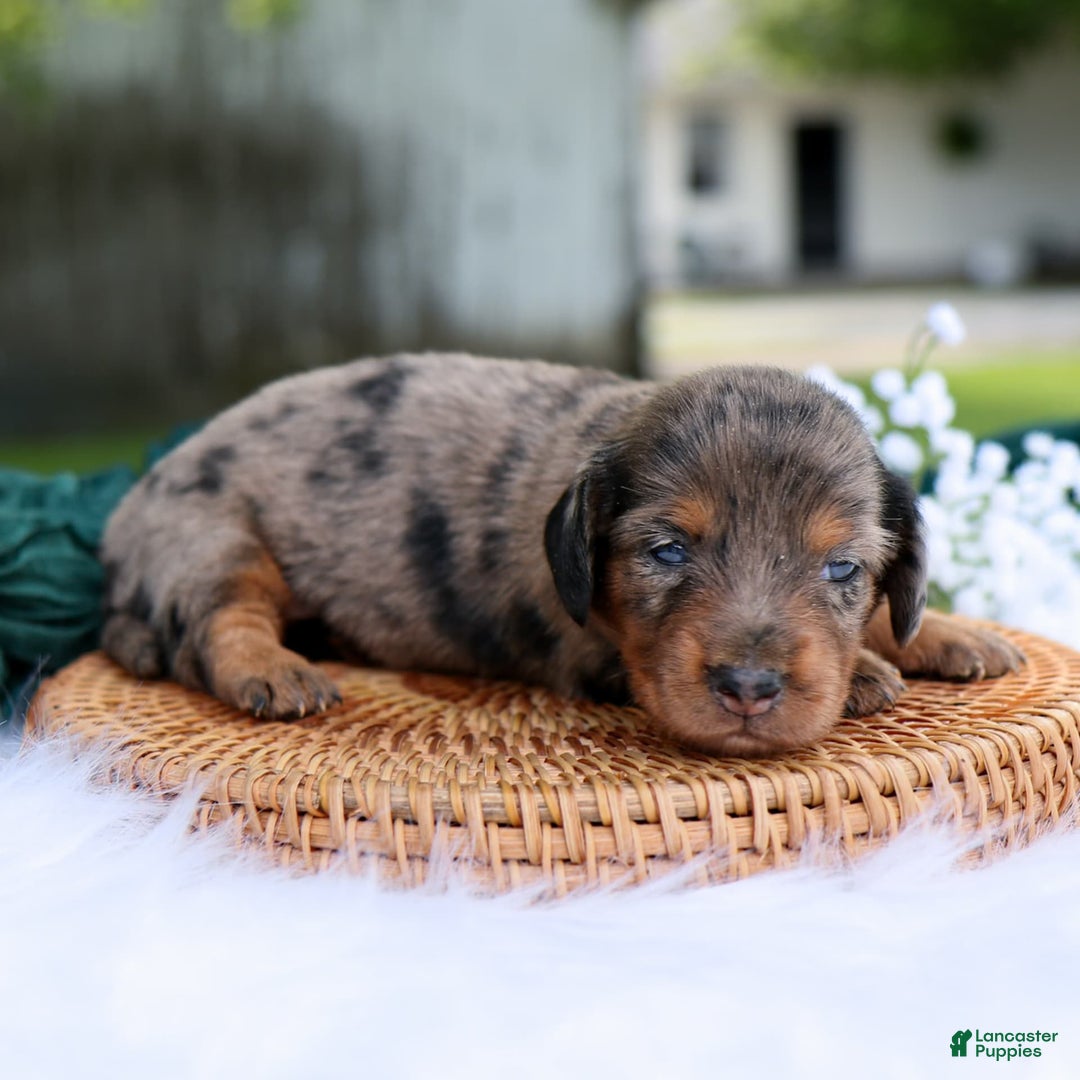 Miniature Dachshund dogs for sale: Sierra - Image 2