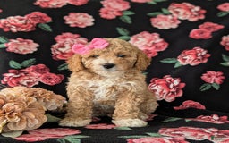  dogs for sale: Mini Goldendoodle 7 puppies - Image 4