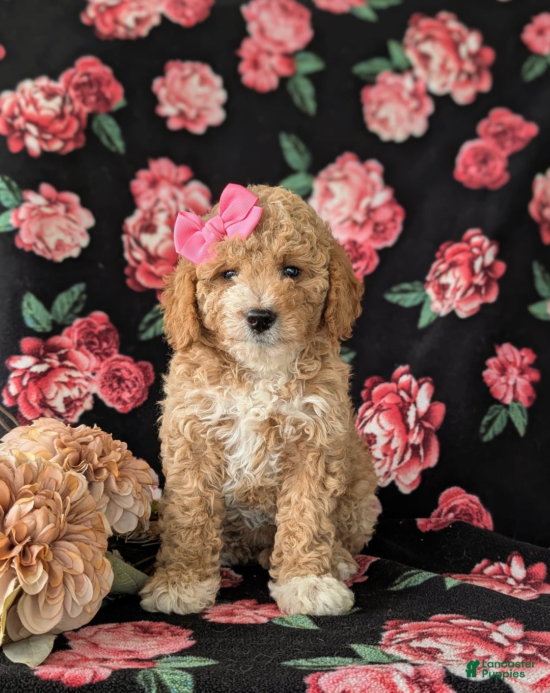  dogs for sale: Mini Goldendoodle 7 puppies - Image 4