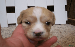 Cavachon dogs for sale: Dexter - Image 19