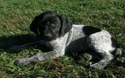 German Shorthaired Pointer dogs for sale: Cherokee - Image 3