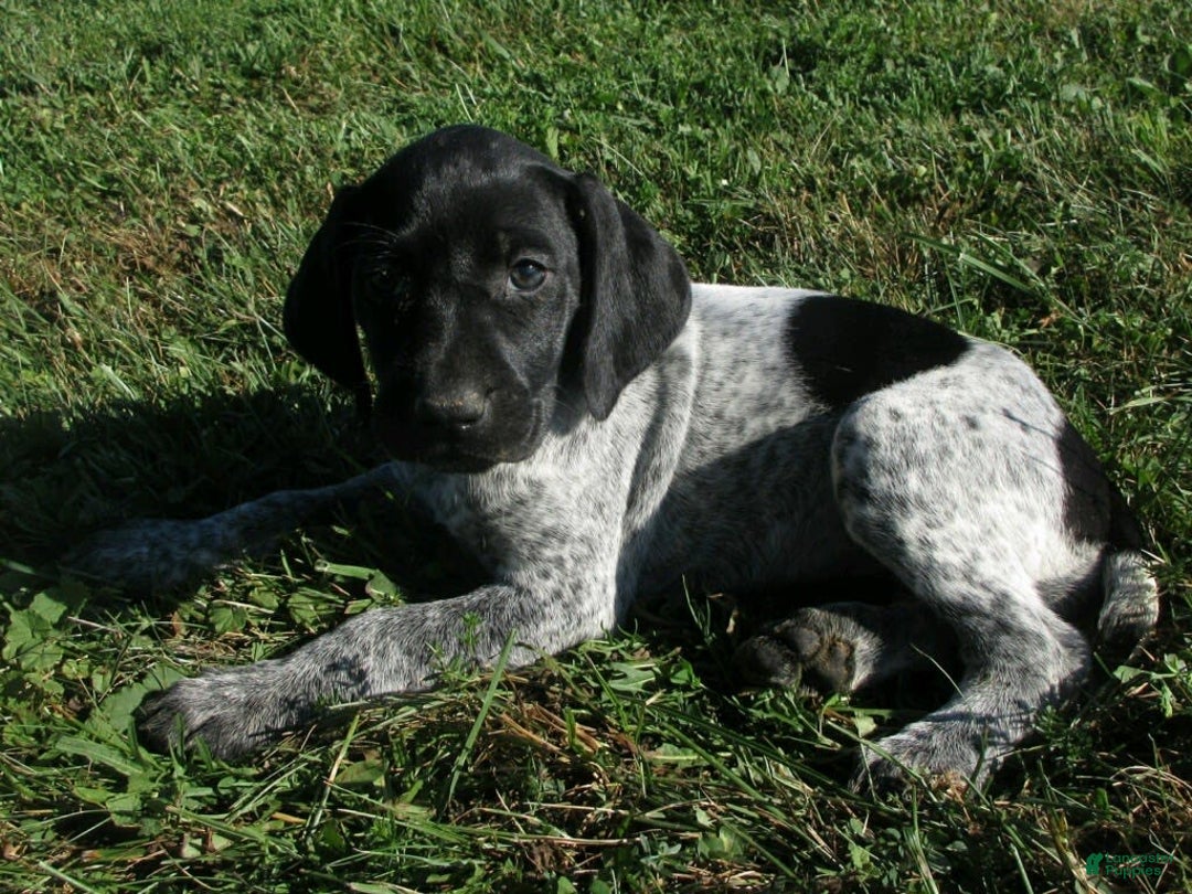 German Shorthaired Pointer dogs for sale: Cherokee - Image 3