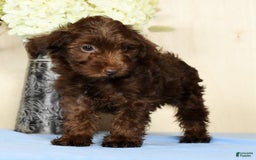 Yorkiepoo dogs for sale: Tanner - Image 5