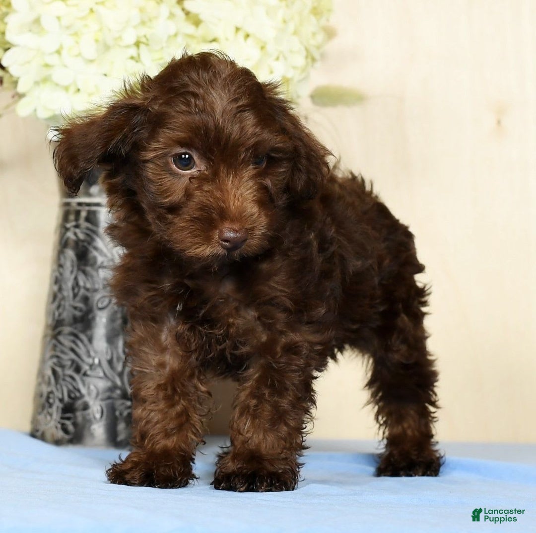 Yorkiepoo dogs for sale: Tanner - Image 5