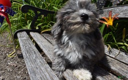 Havapoo dogs for sale: Zorro - Image 16