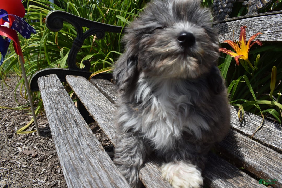 Havapoo dogs for sale: Zorro - Image 16