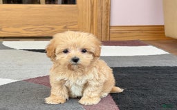 Maltipoo dogs for sale: Tiny - Image 4