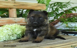 German Shepherd dogs for sale: German Shepherd 10 puppies - Image 5