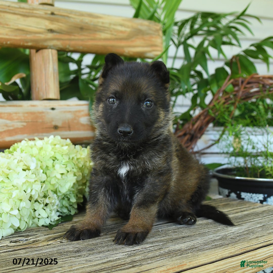 German Shepherd dogs for sale: German Shepherd 10 puppies - Image 5