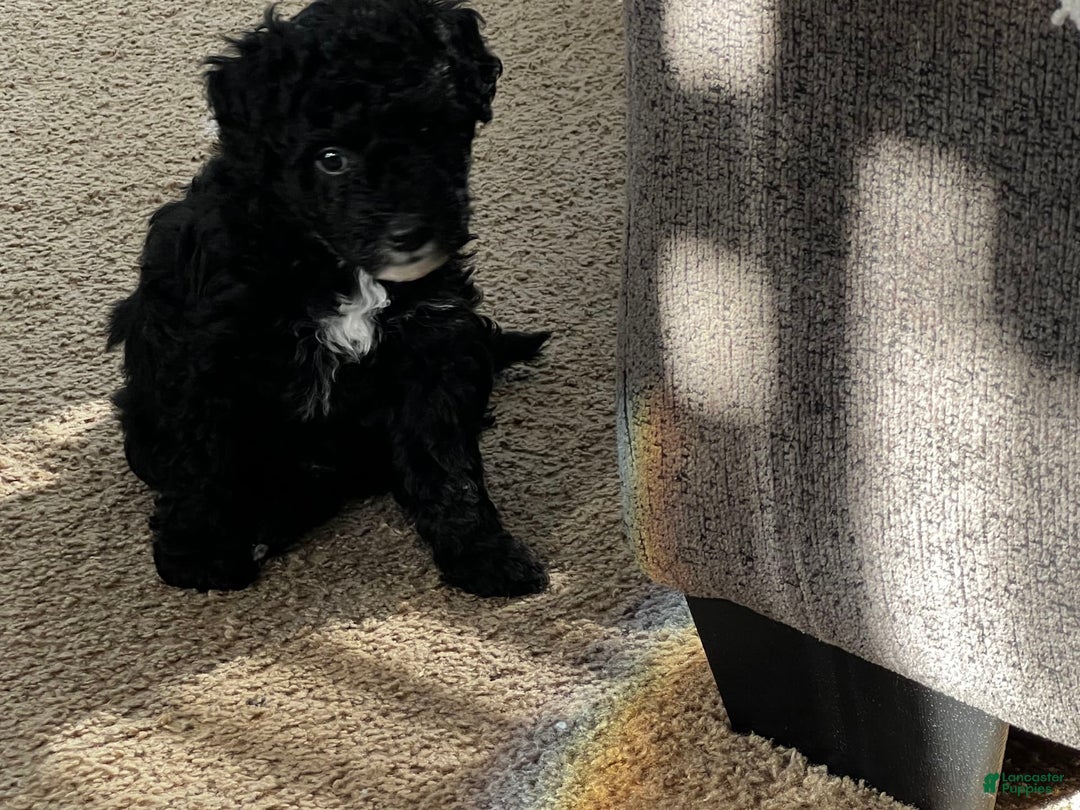 Aussiedoodle dogs for sale: Max - Image 6