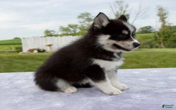 Pomsky dogs for sale: Bluey - Image 4