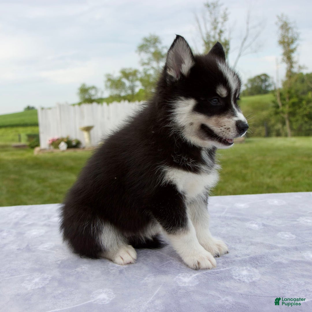 Pomsky dogs for sale: Bluey - Image 4