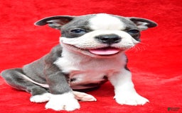 Boston Terrier dogs for sale: Boston Terrier 9 puppies - Image 6