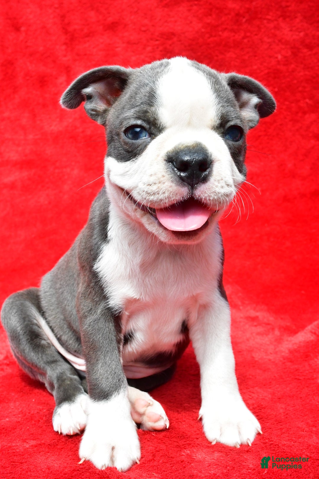 Boston Terrier dogs for sale: Boston Terrier 9 puppies - Image 6