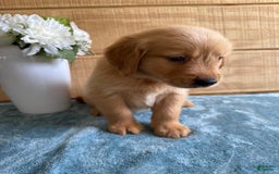 Golden Retriever dogs for sale: Luke - Image 4