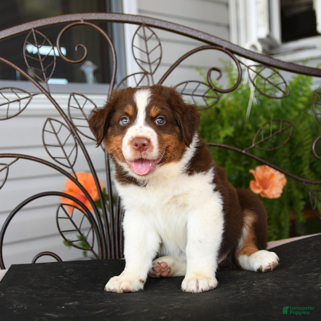 Australian Shepherd dogs for sale: Lightning - Image 3