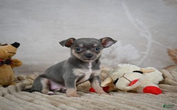 Chihuahua dogs for sale: Sally - Image 11