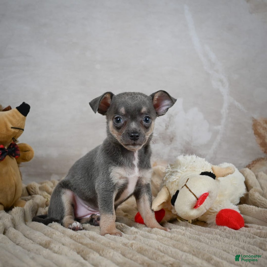 Chihuahua dogs for sale: Sally - Image 11
