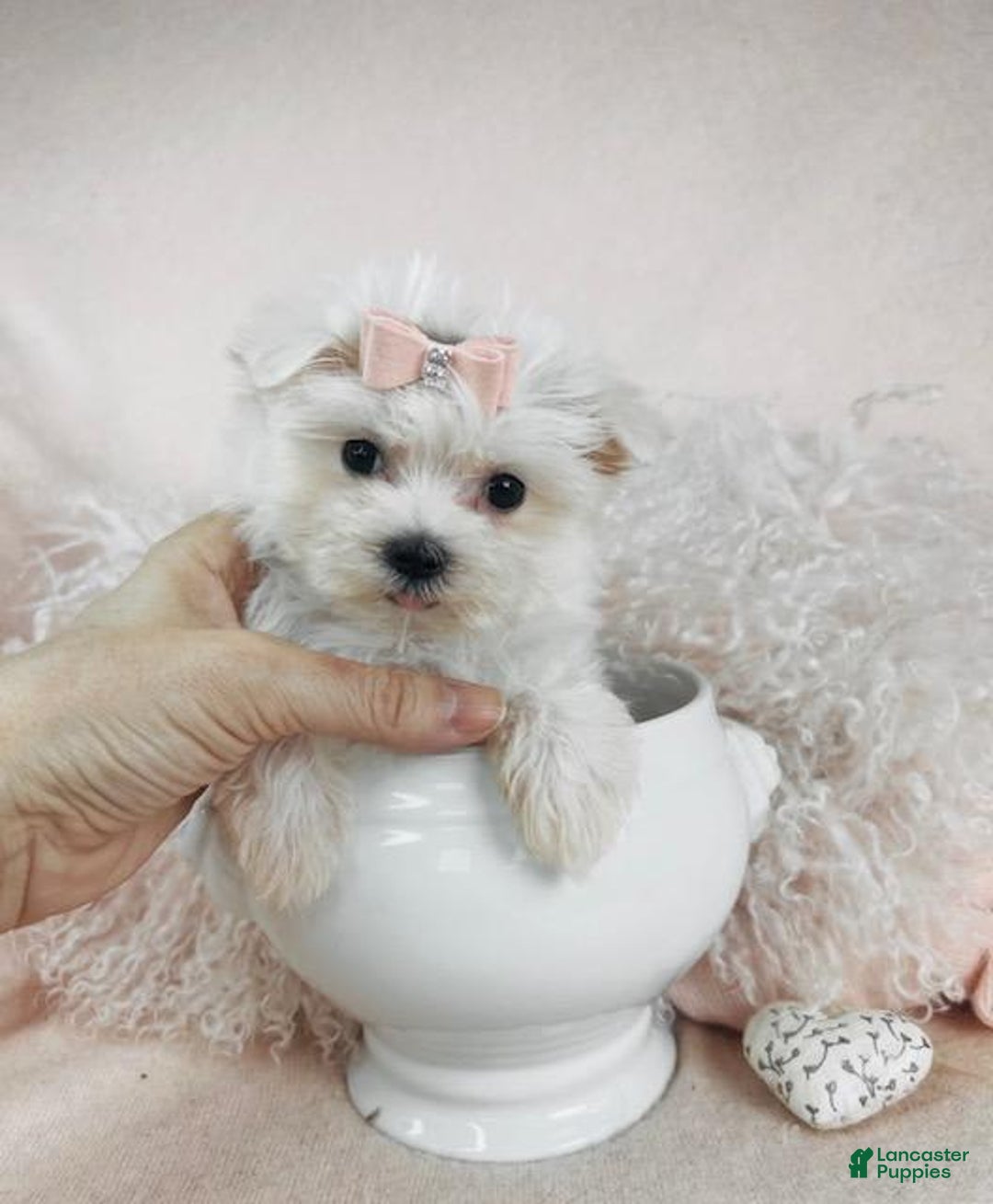Maltese dogs for sale: Marla - Image 1