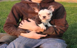 French Bulldog dogs for sale: Hazel - Image 1