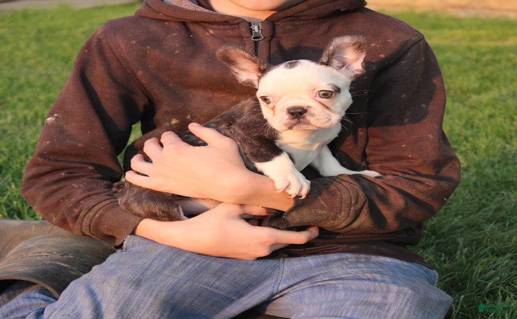 French Bulldog dogs for sale - Ad 4