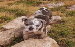 English Bulldog dogs for sale: Pebbles - Image 5