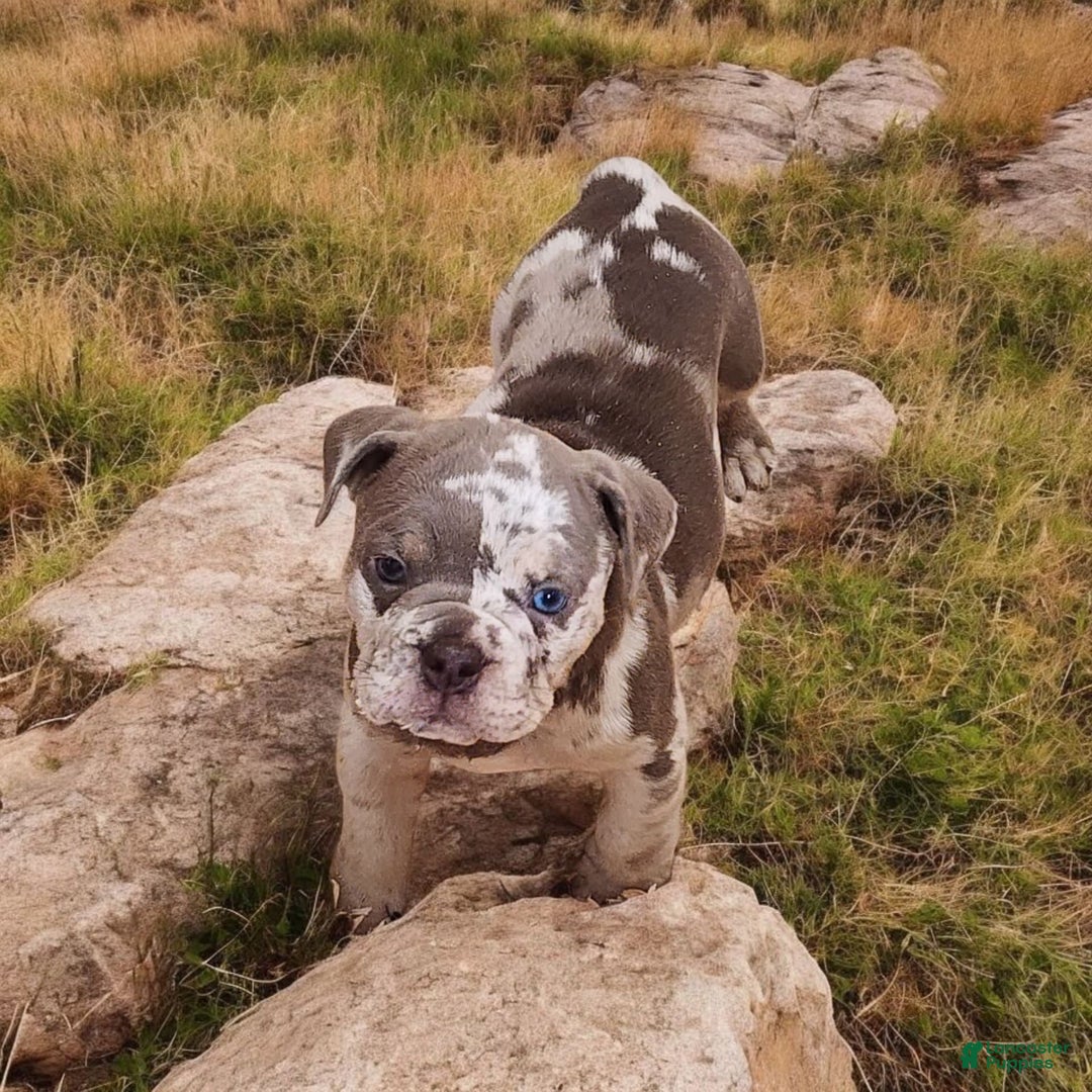 English Bulldog dogs for sale: Pebbles - Image 5