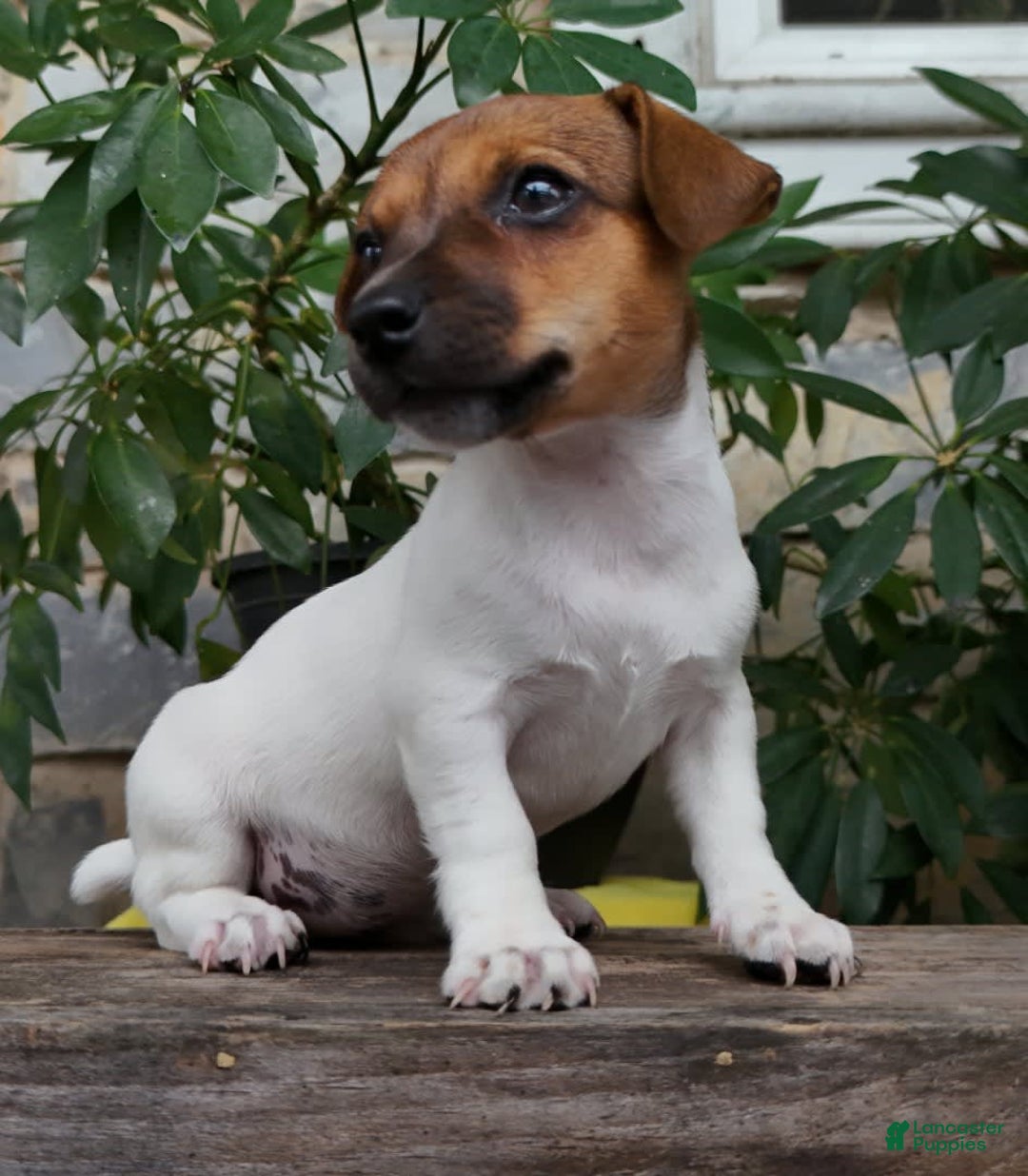 Jack Russell Terrier dogs for sale: Jewel - Image 4