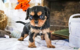 Cavalier King Charles Spaniel dogs for sale: Pluto - Image 25