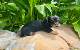Miniature Dachshund dogs for sale: Piper - Image 5