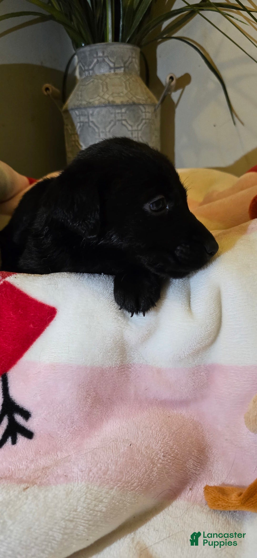 Labrador Retriever dogs for sale: Darth - Image 1