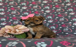Shorkie dogs for sale: Brylee 9 Lbs Full Grown - Image 8